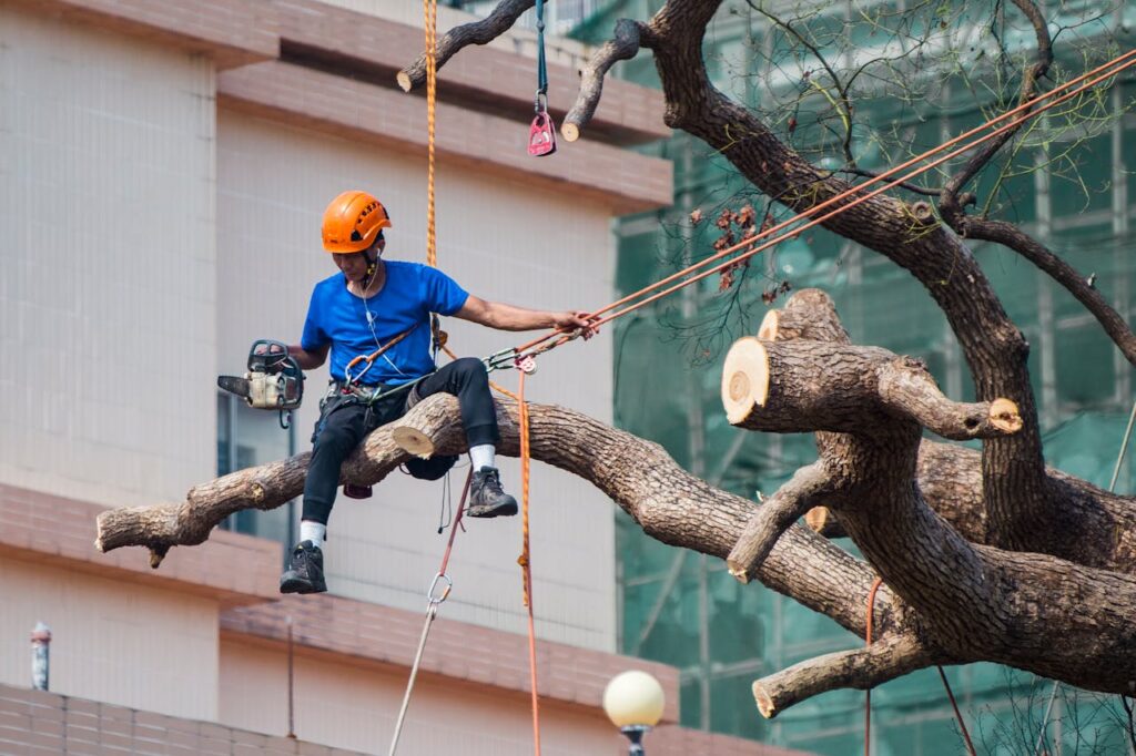 Tree Grinding Services Dallas