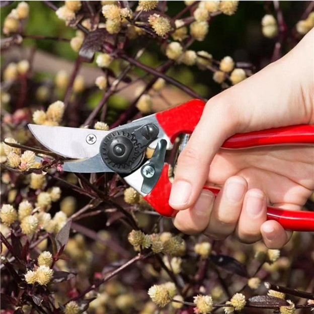 Best Pruning Shears